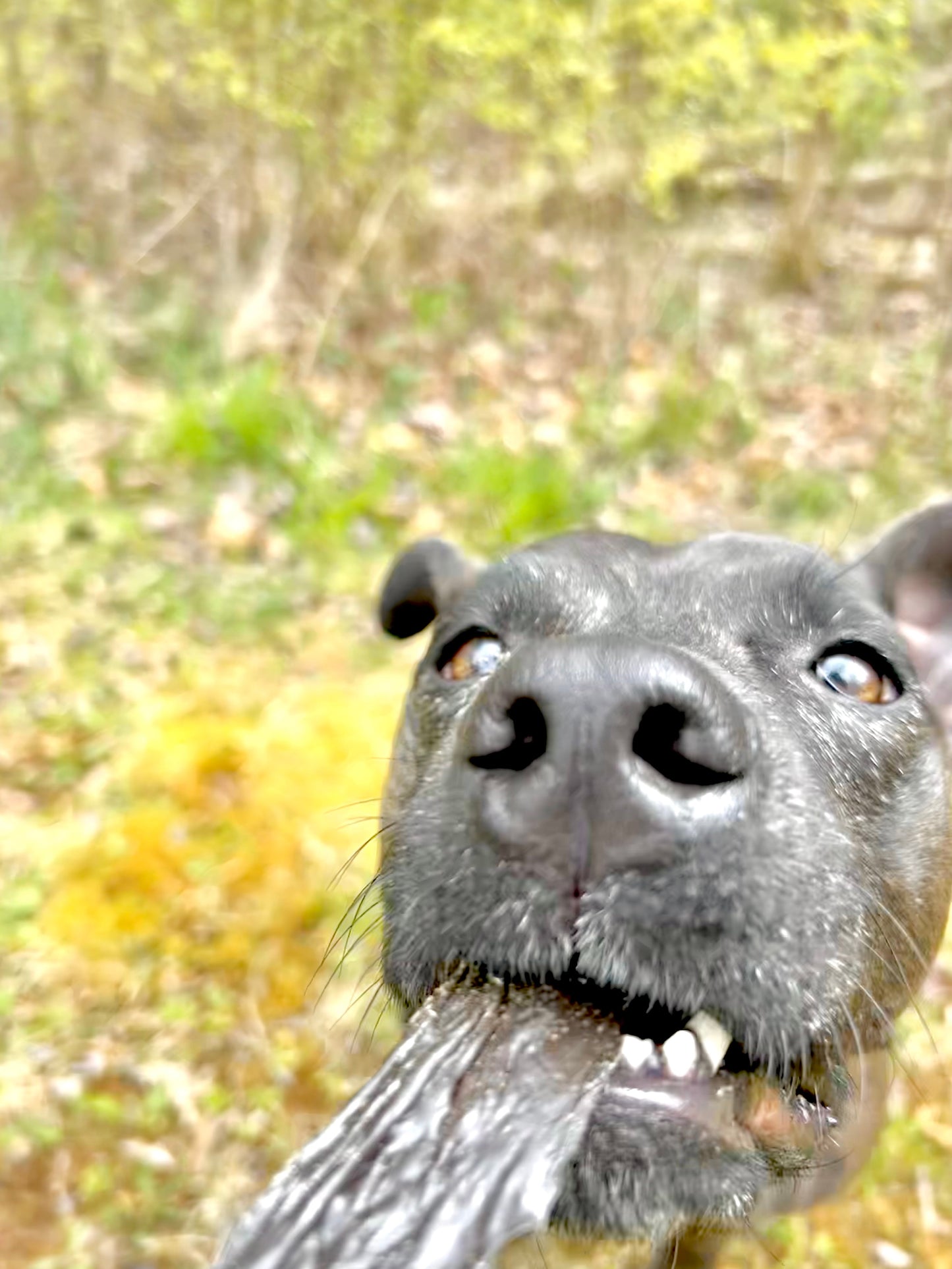 Dog eating treat with outdoor background green grass 