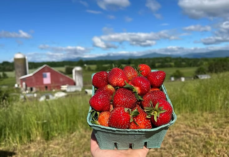 Carton of strawberries held in front of a scenic farm with a red barn and silos.
