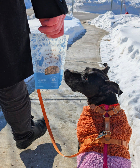 Dog in an orange sweater sniffing a bag of treats held by a person in a snowy outdoor setting.